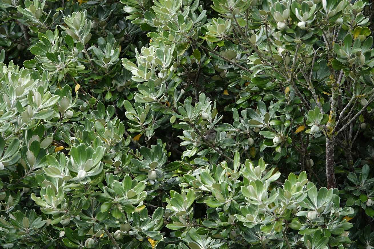 Pittosporum crassifolium