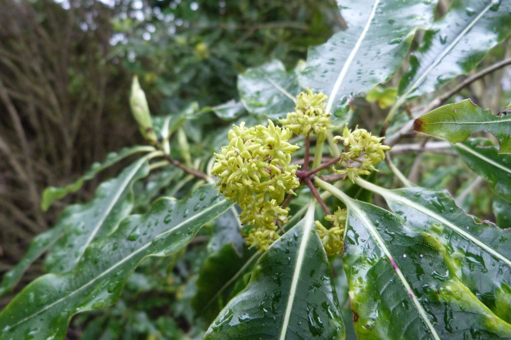 Pittosporum eugenioides