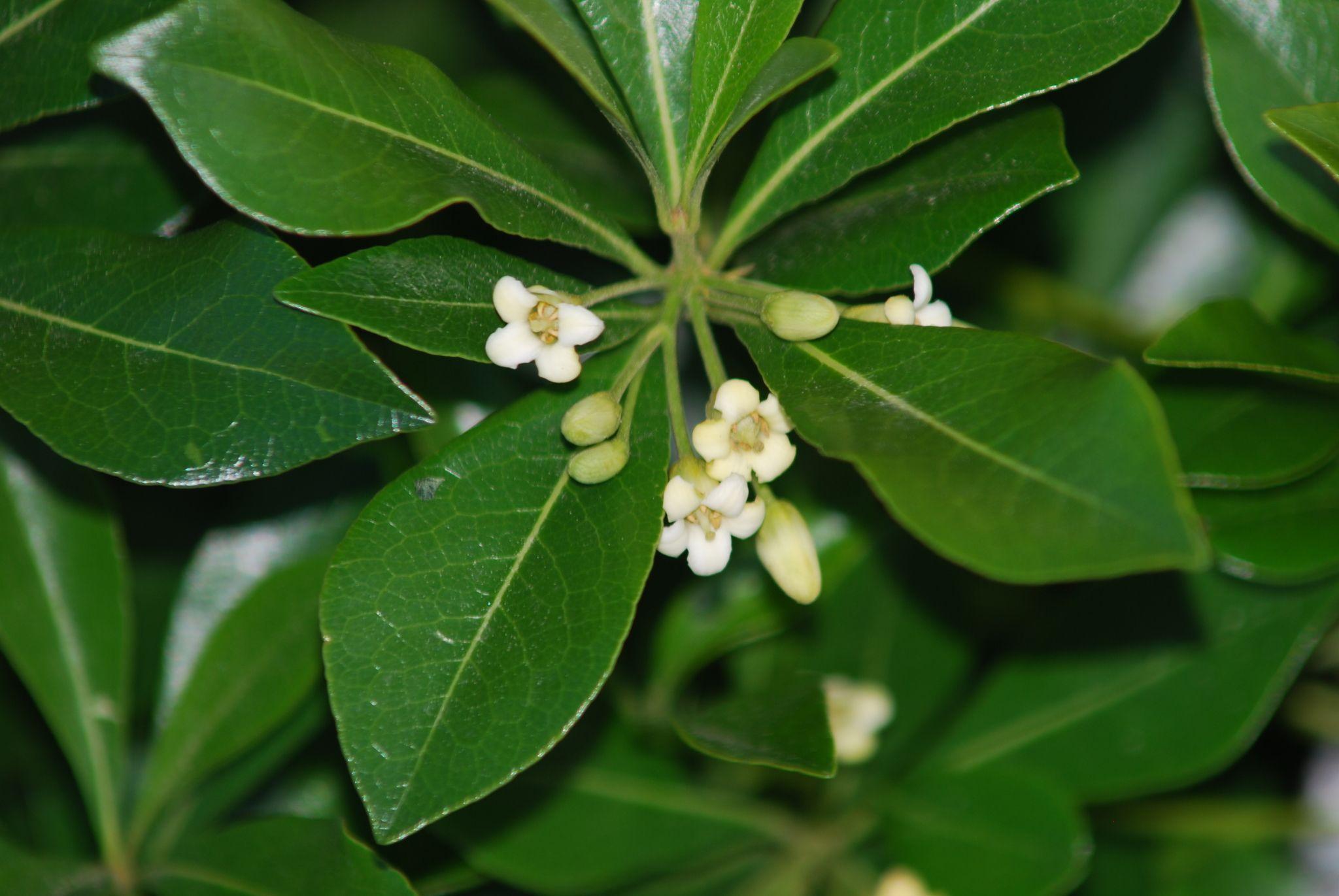 Pittosporum heterophyllum