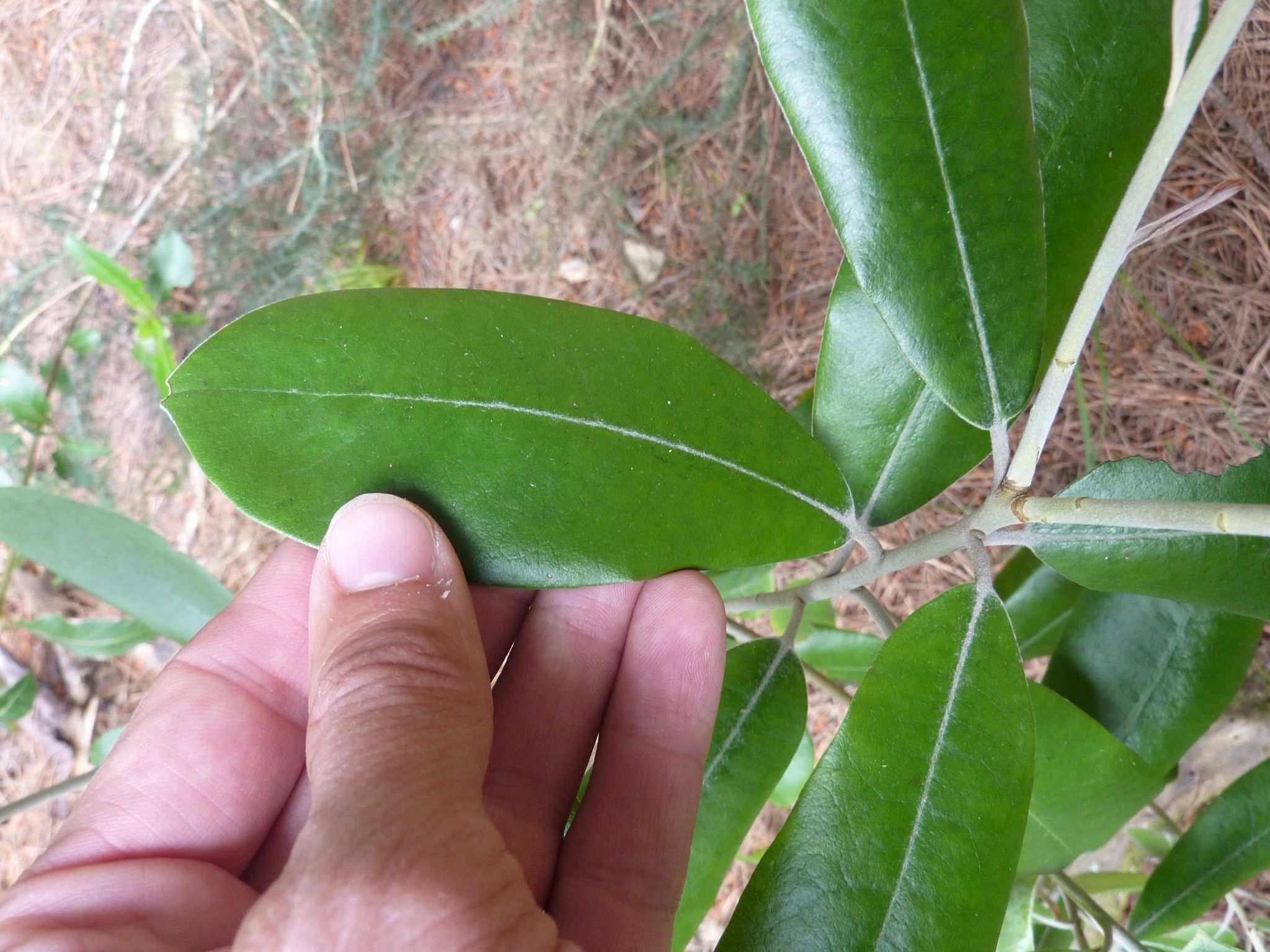 Pittosporum ralphii
