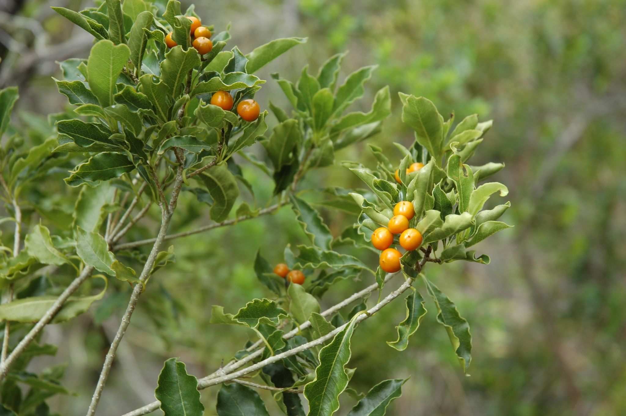 Pittosporum senacia