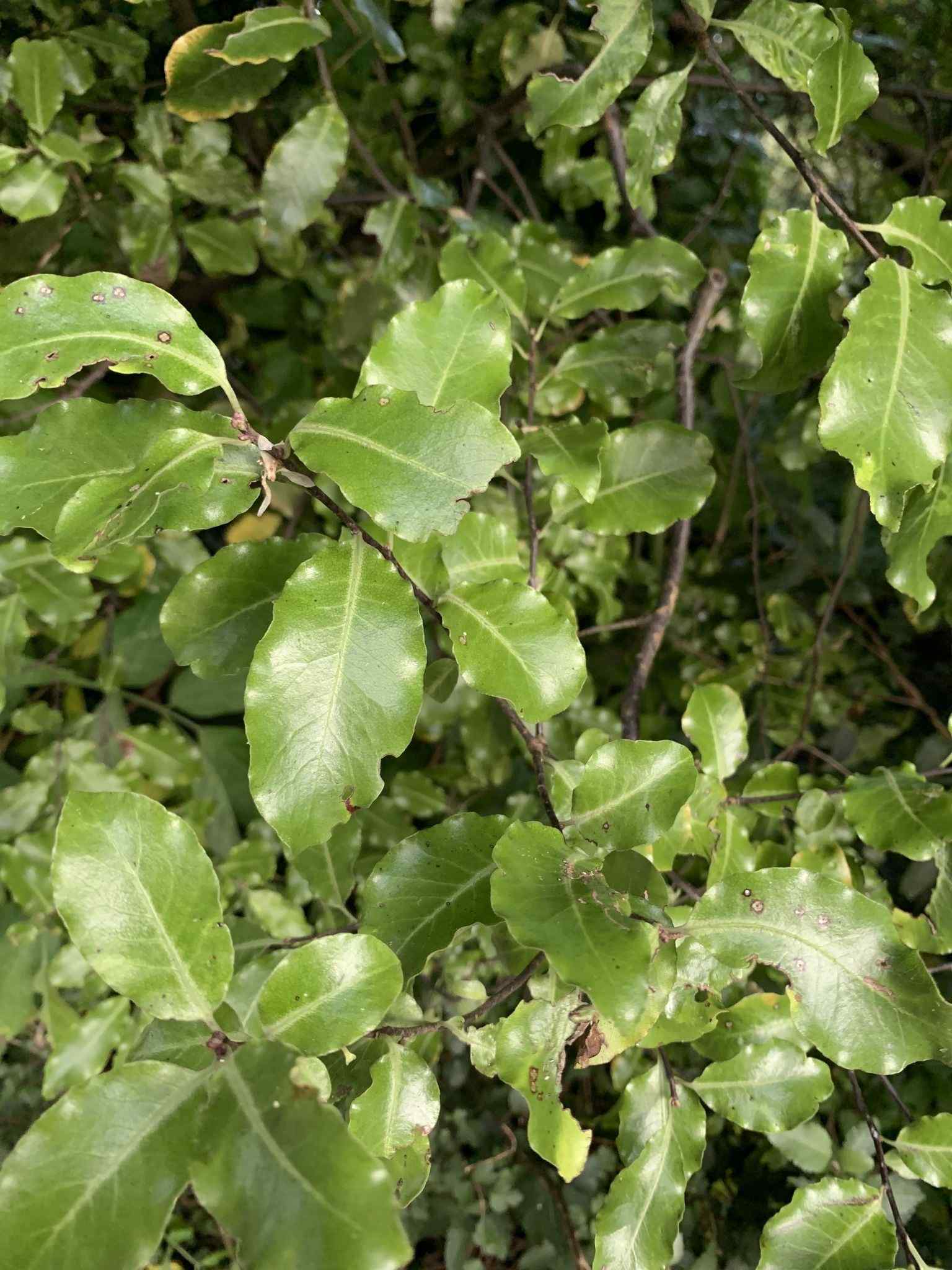 Pittosporum tenuifolium