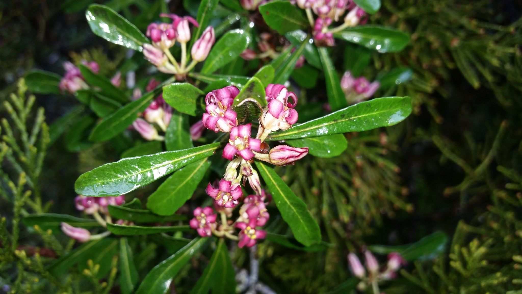 Pittosporum turneri