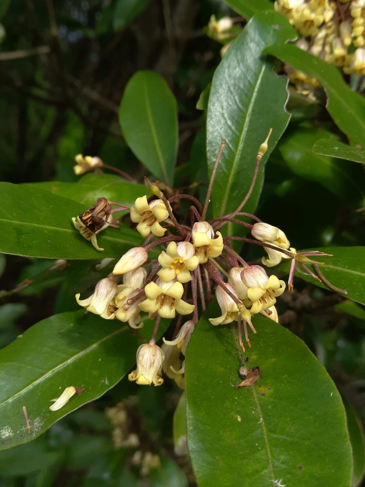 Pittosporum umbellatum