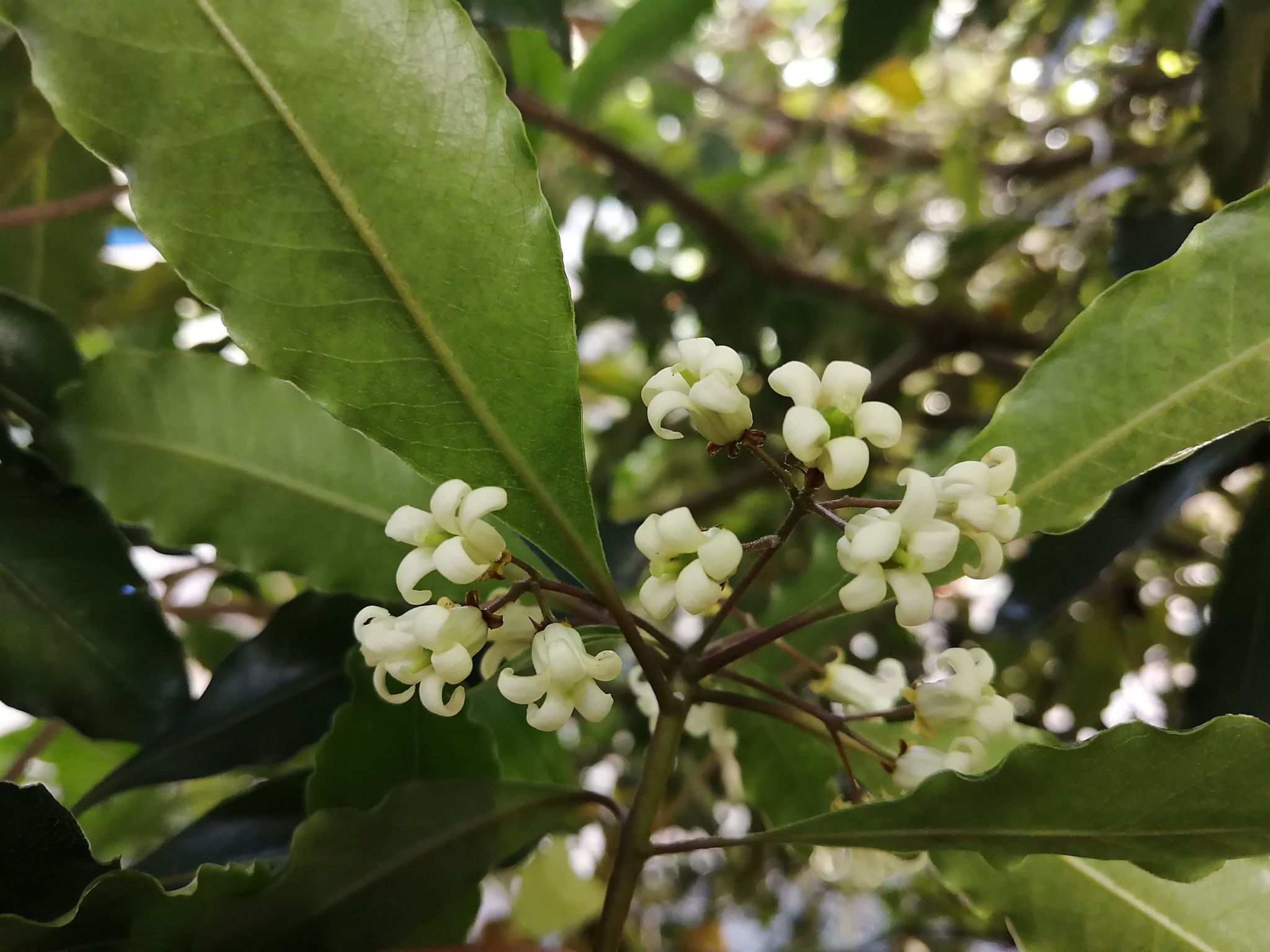 Pittosporum undulatum