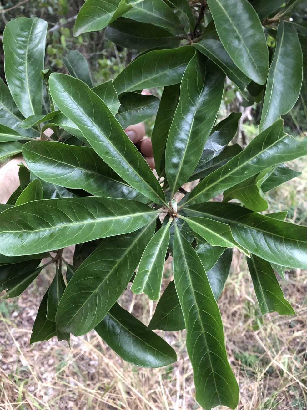 Planchonella pohlmaniana