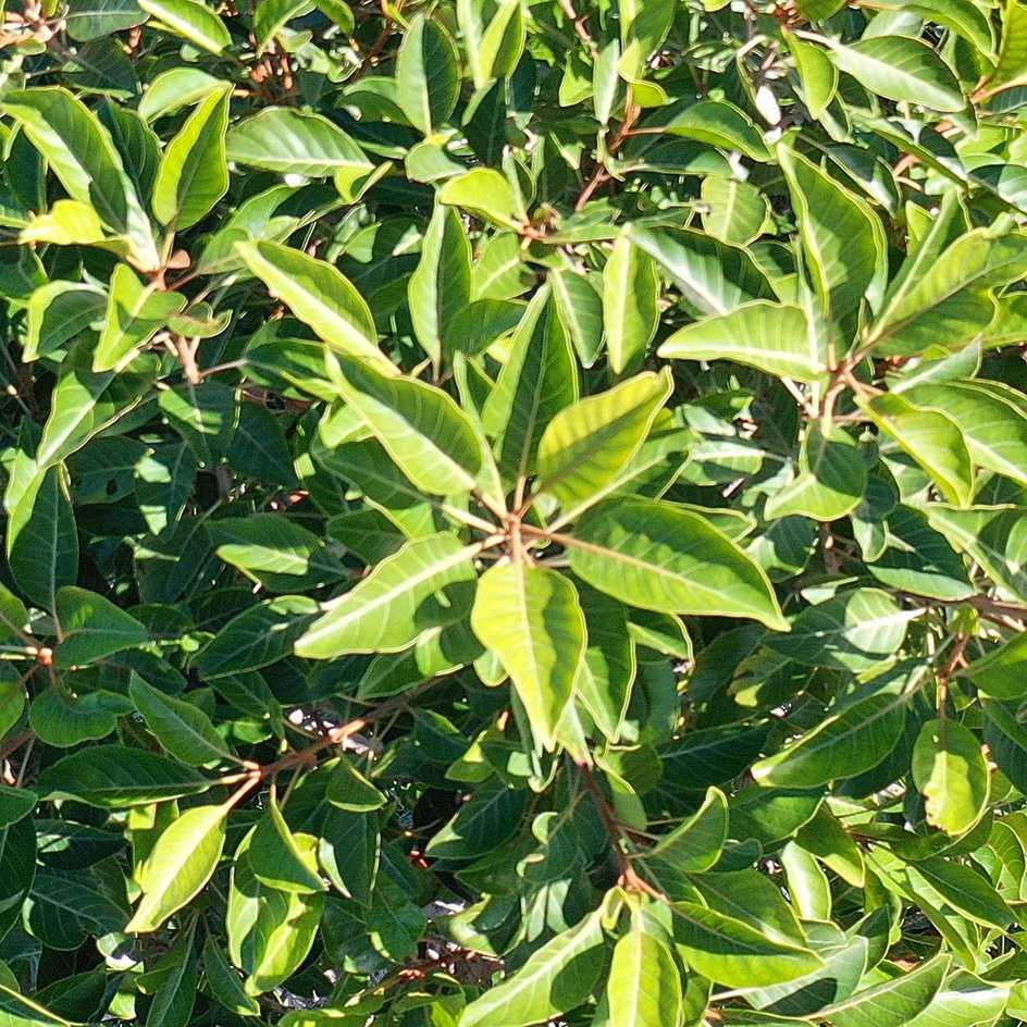 Planchonella sphaerocarpa
