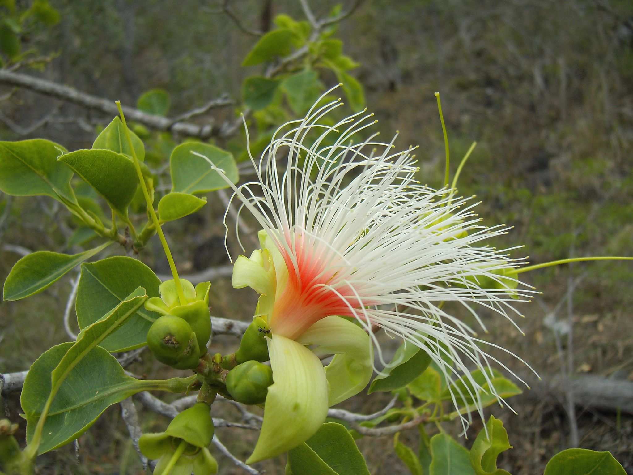 Planchonia careya