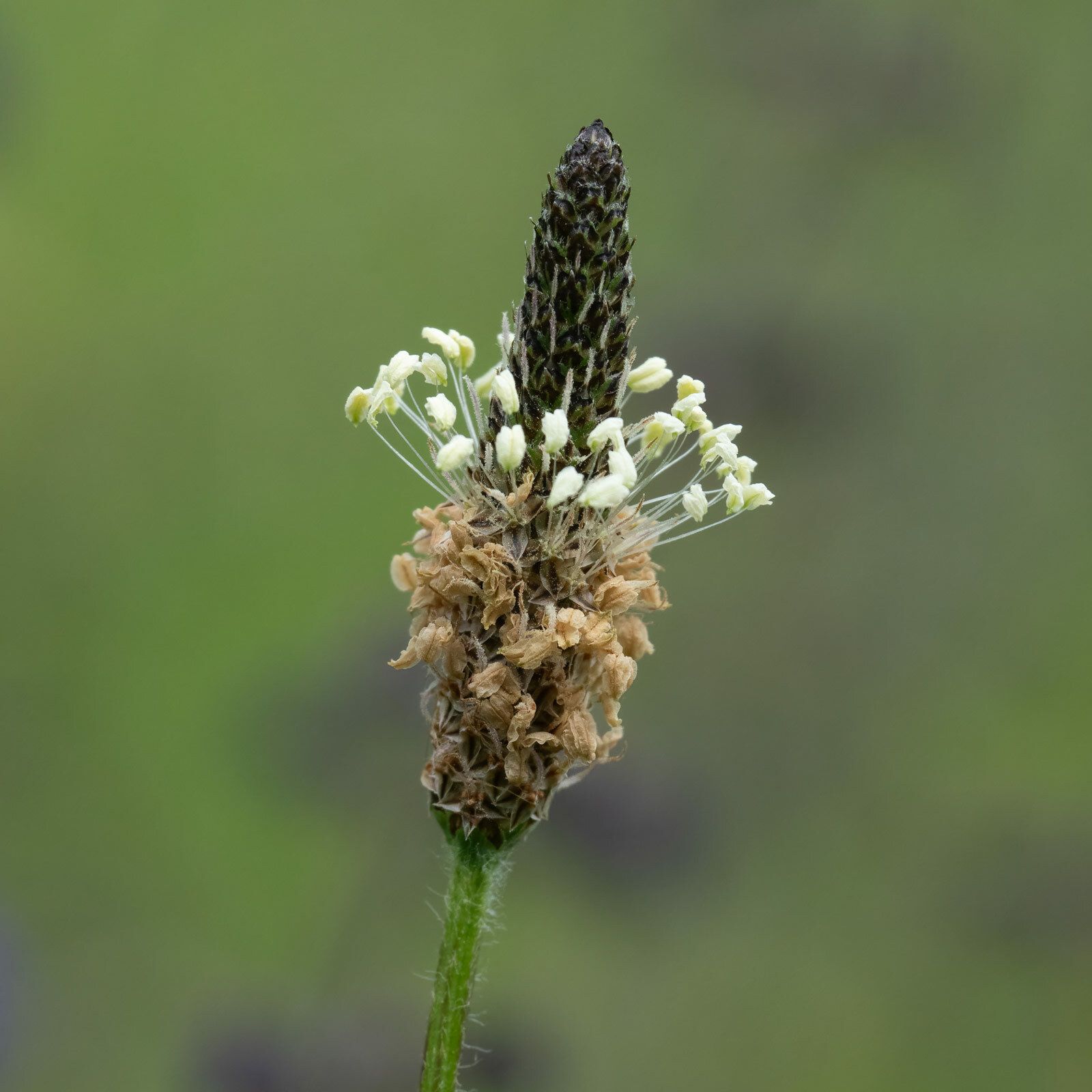Plantago