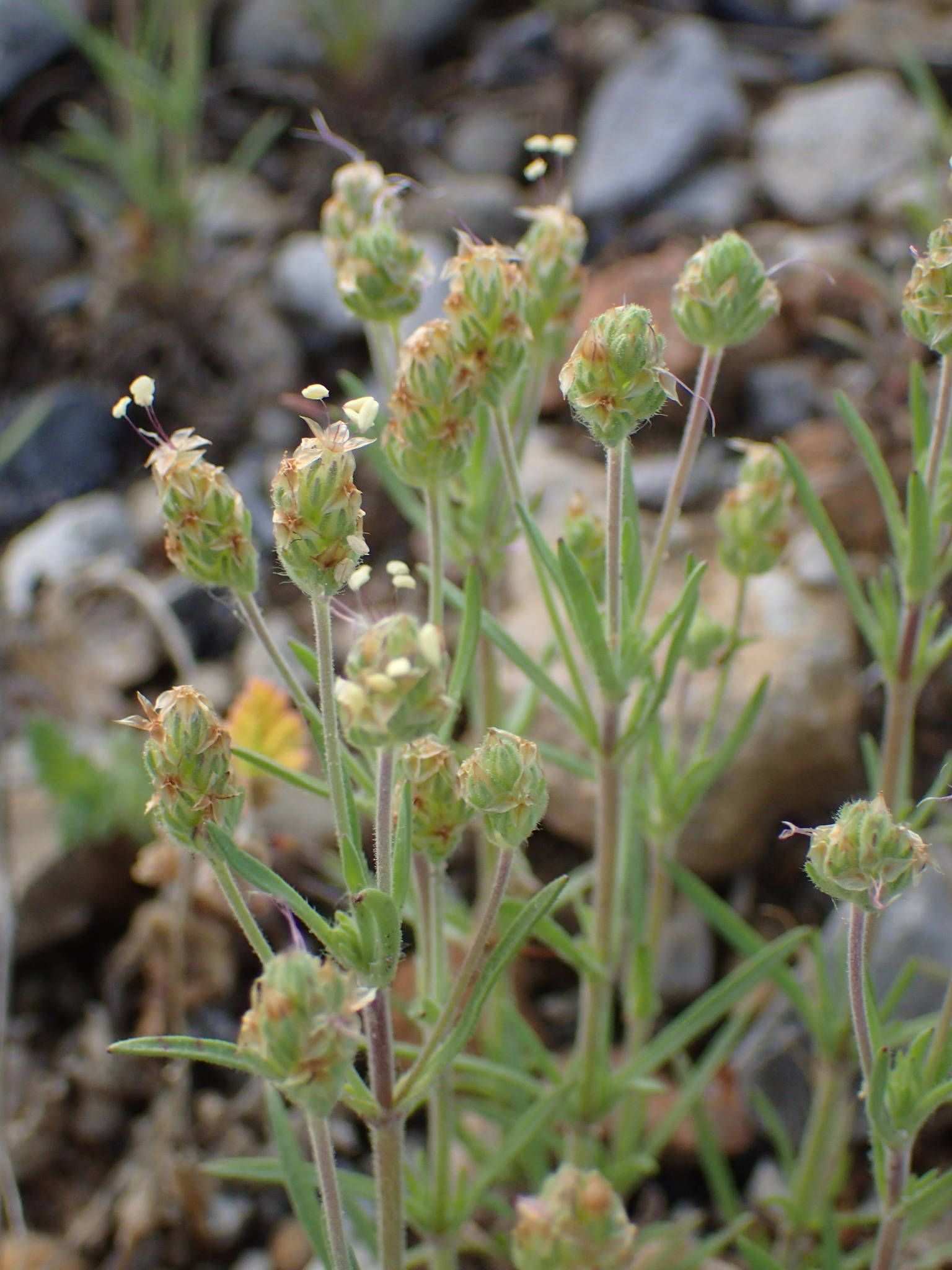 Plantago afra