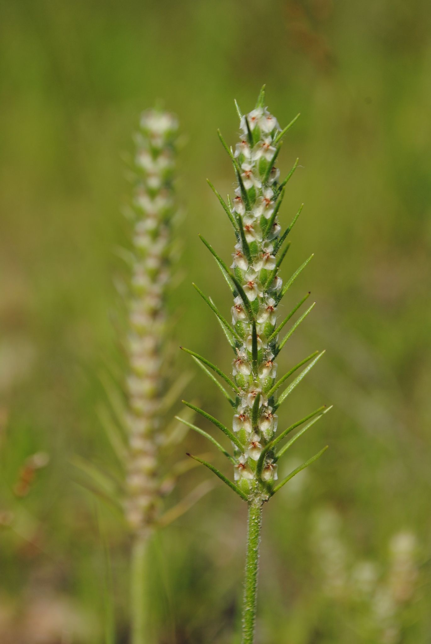 Plantago aristata