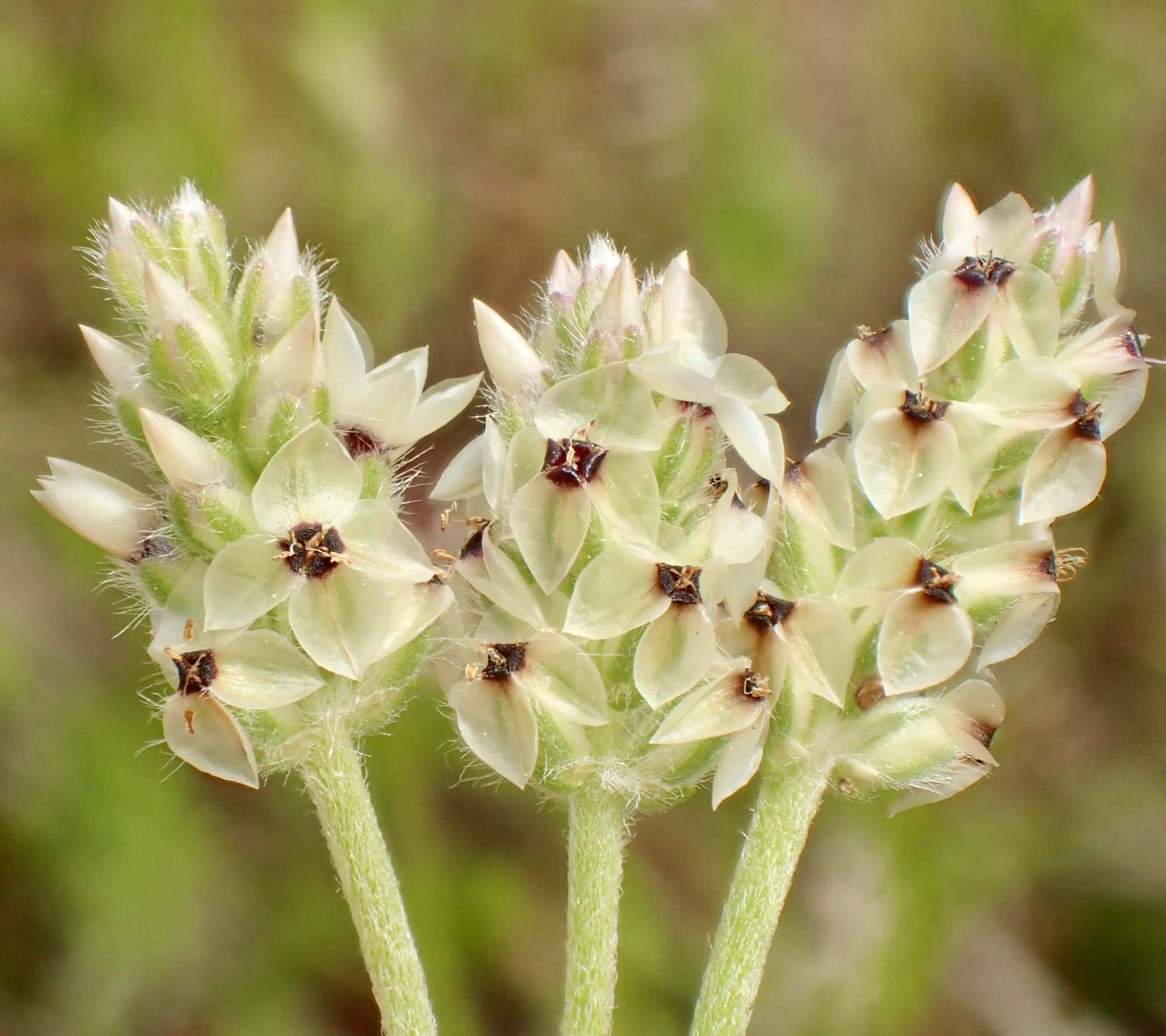 Plantago erecta
