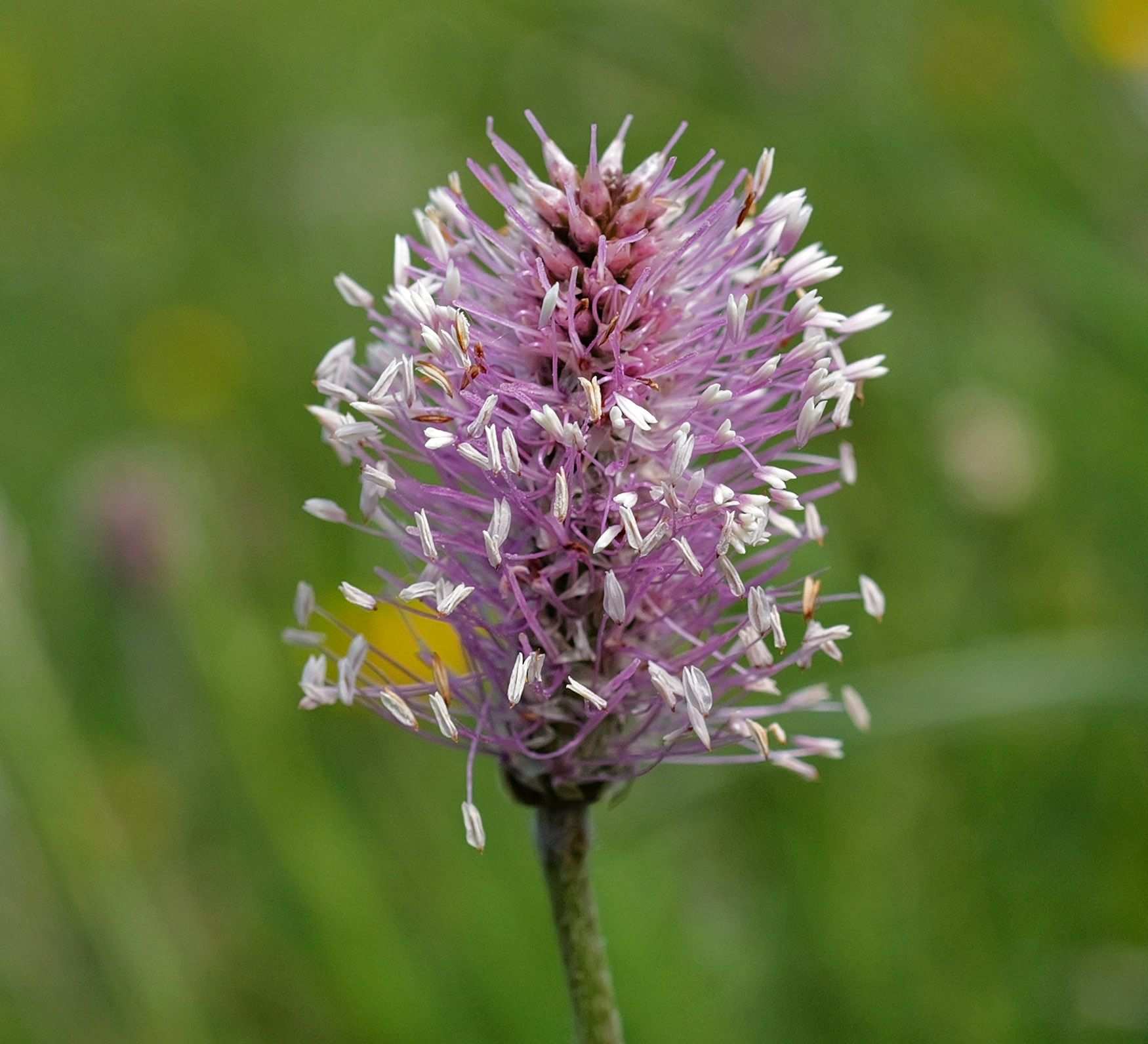 Plantago media