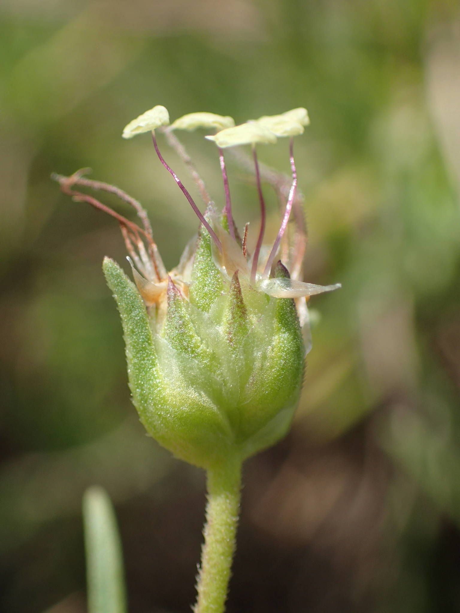 Plantago sempervirens