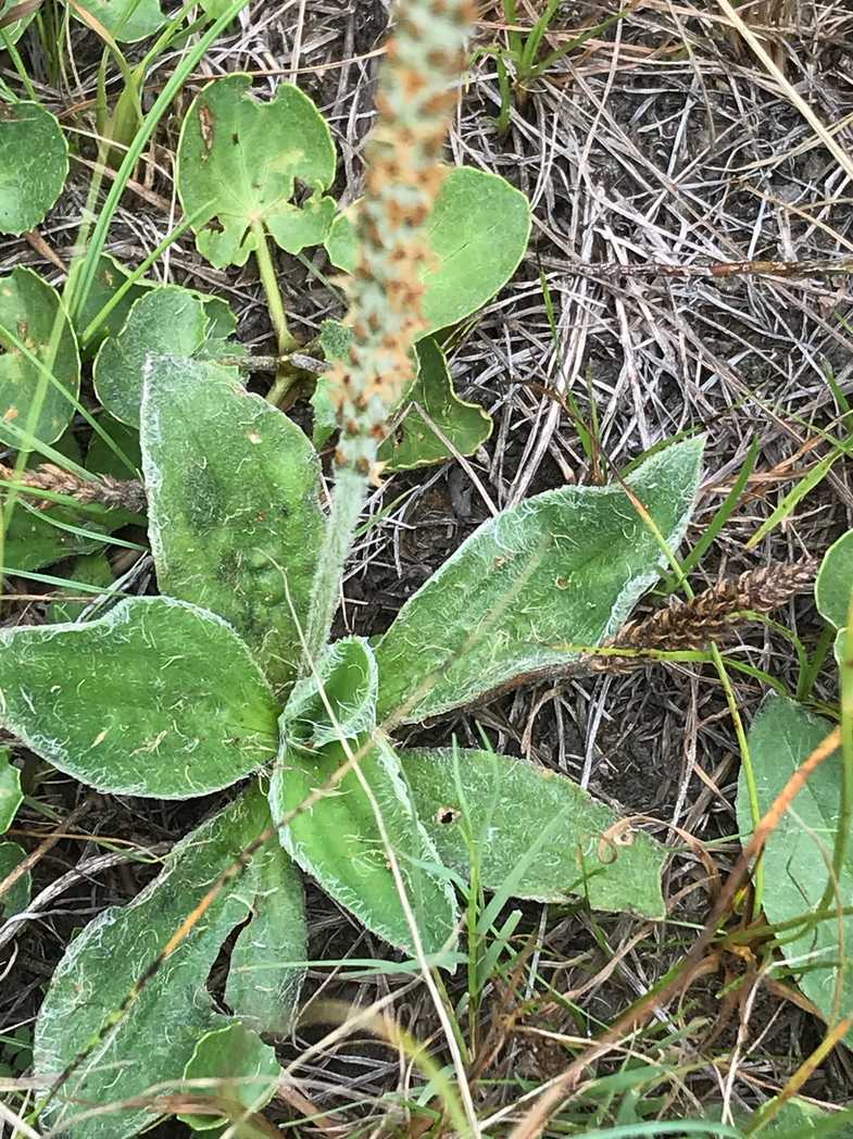 Plantago tomentosa