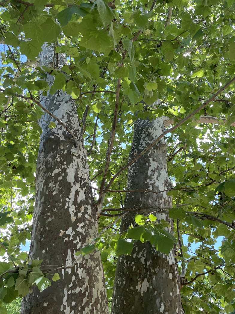 Platanus