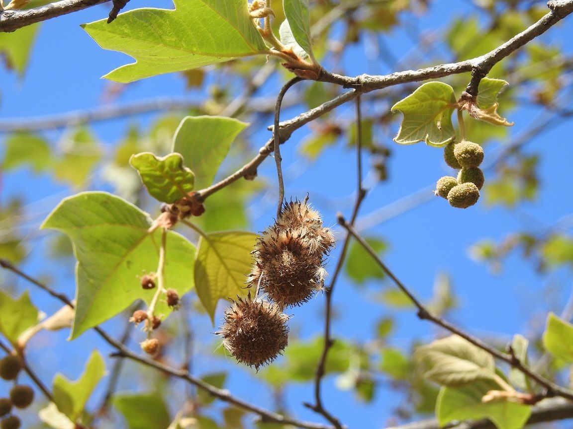 Platanus mexicana
