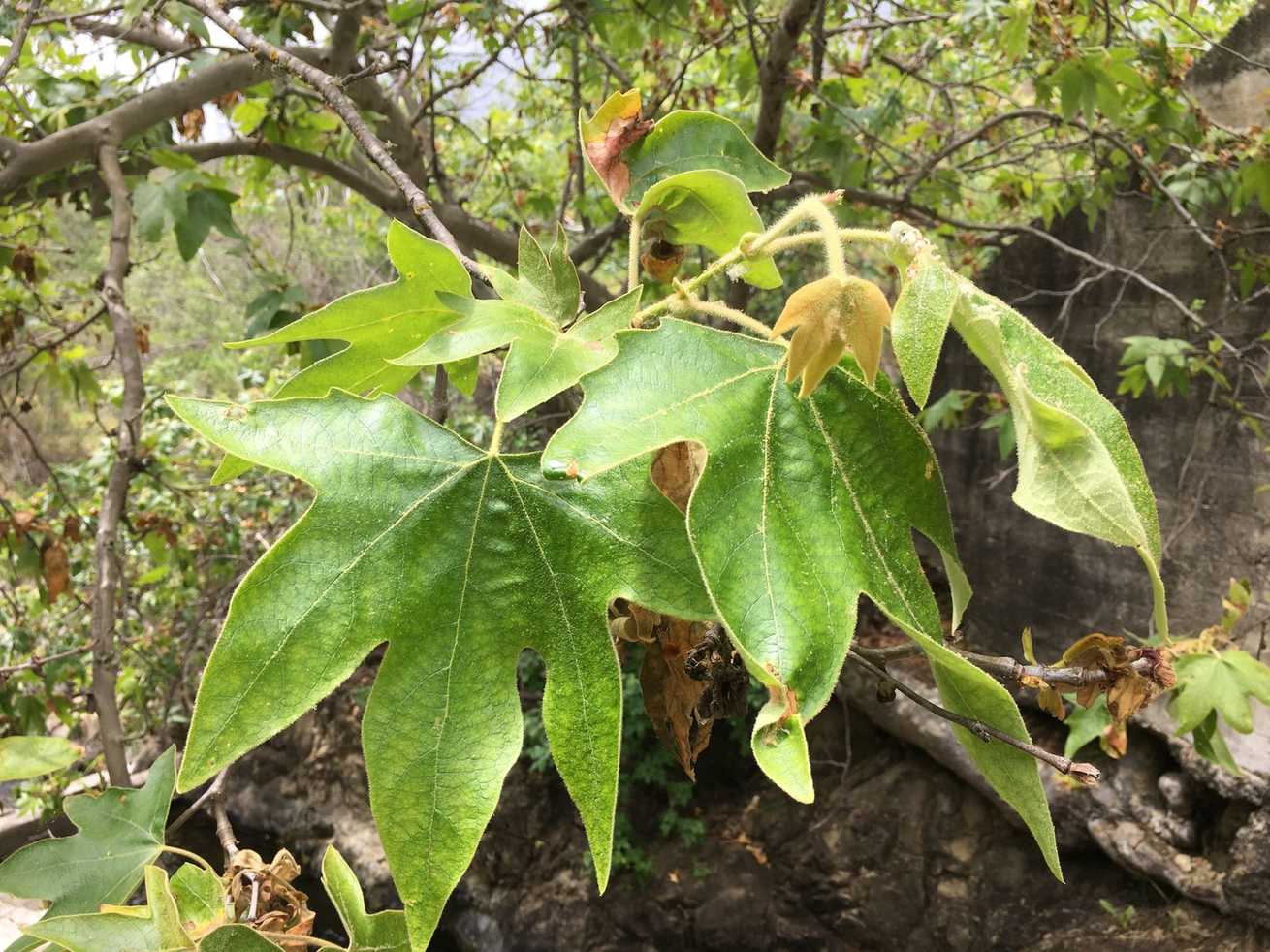 Platanus racemosa
