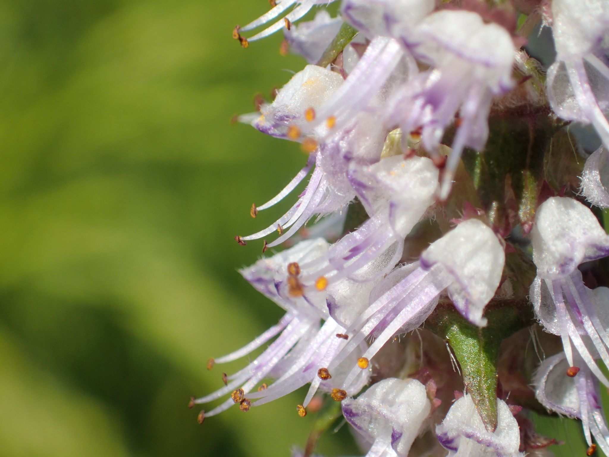 Platostoma palustre