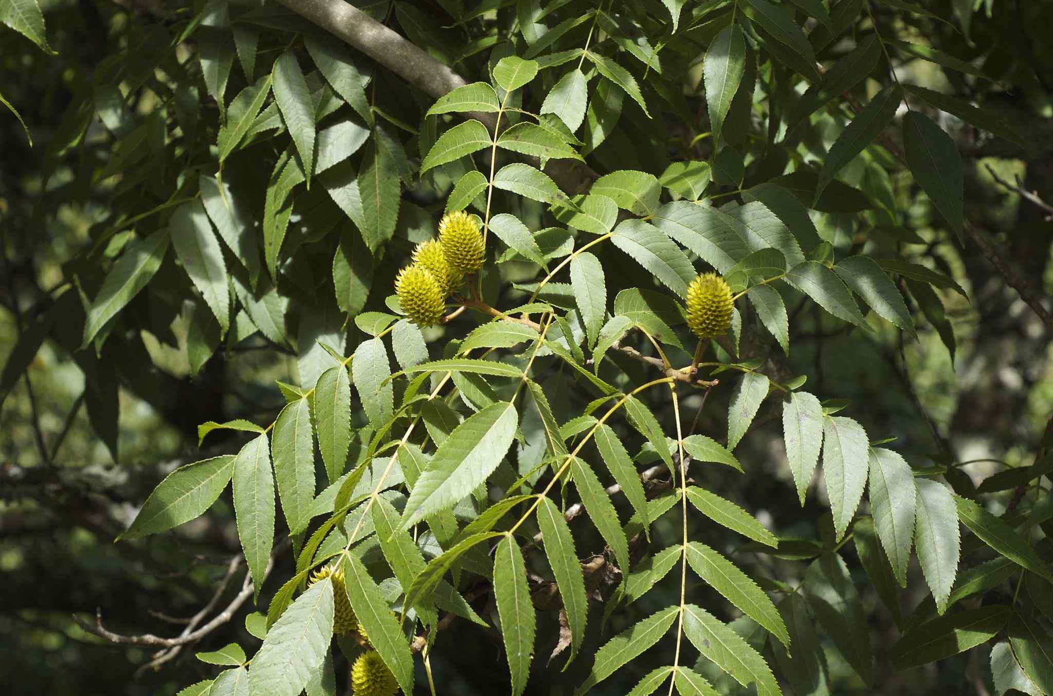 Platycarya strobilacea