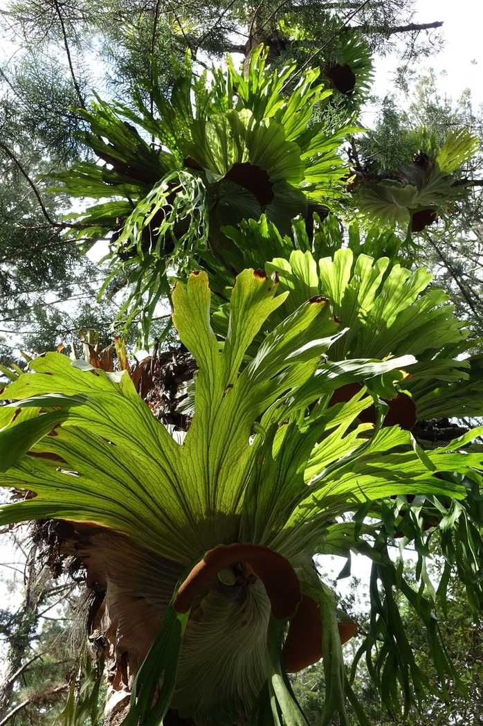 Platycerium superbum