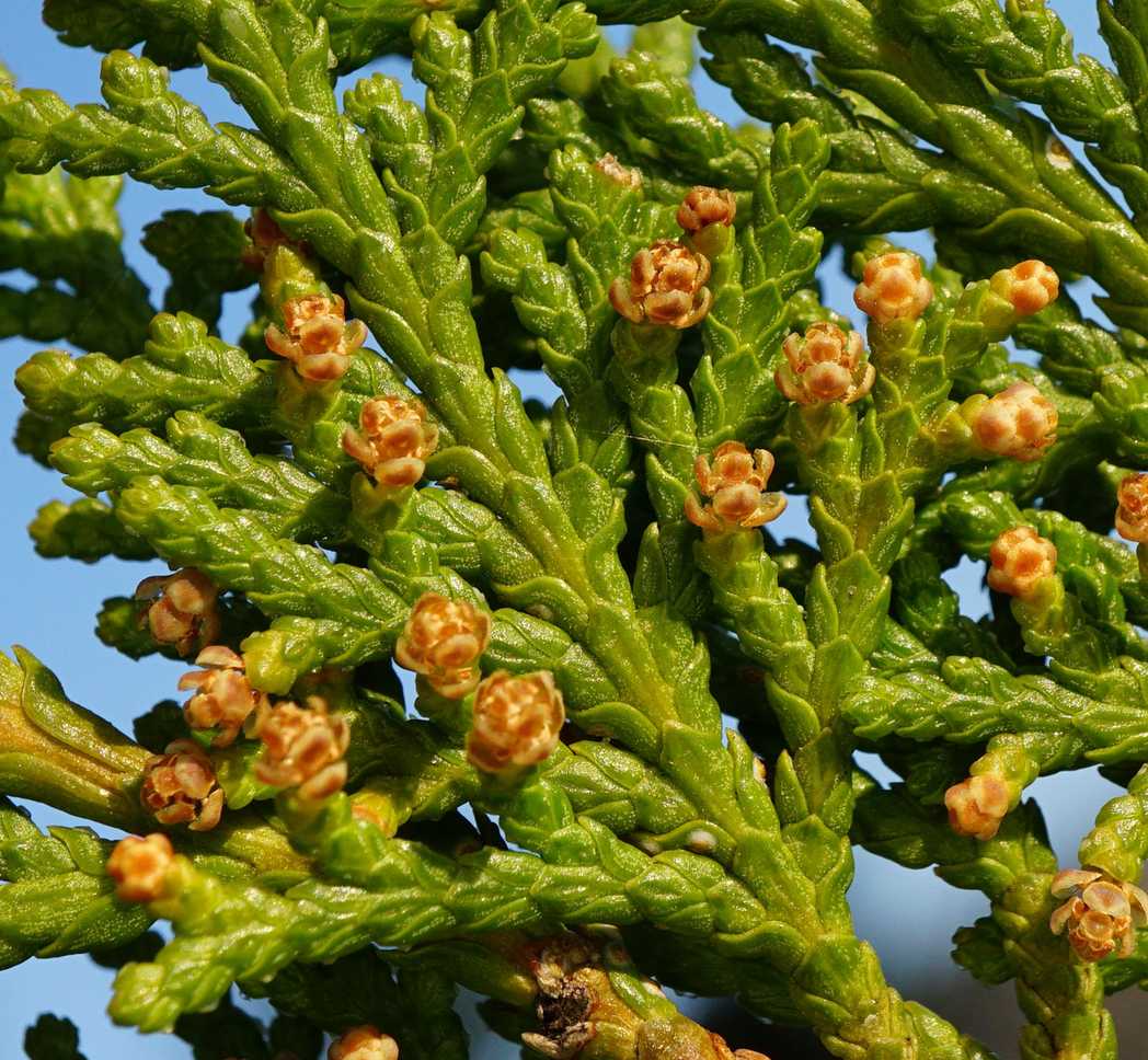 Platycladus orientalis