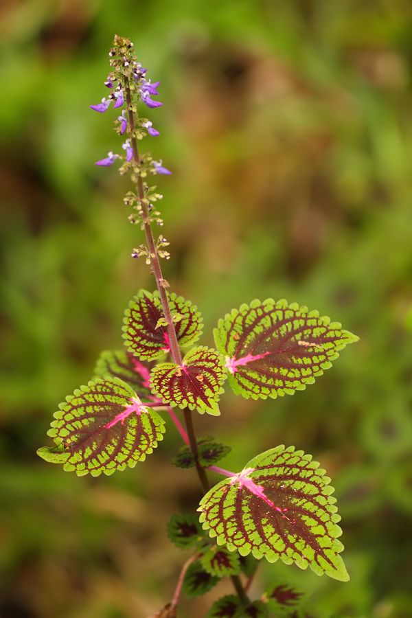 Plectranthus