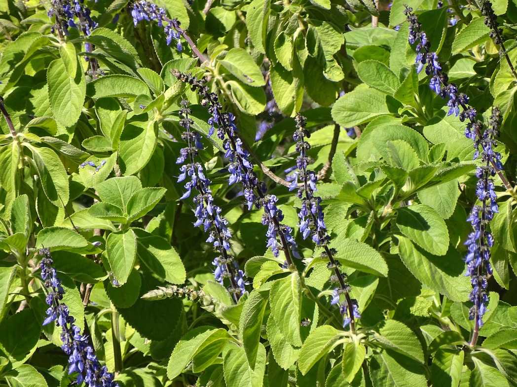 Plectranthus barbatus