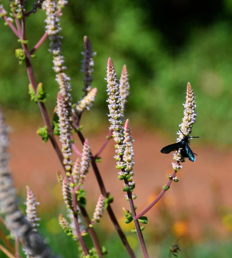 Plectranthus sp.