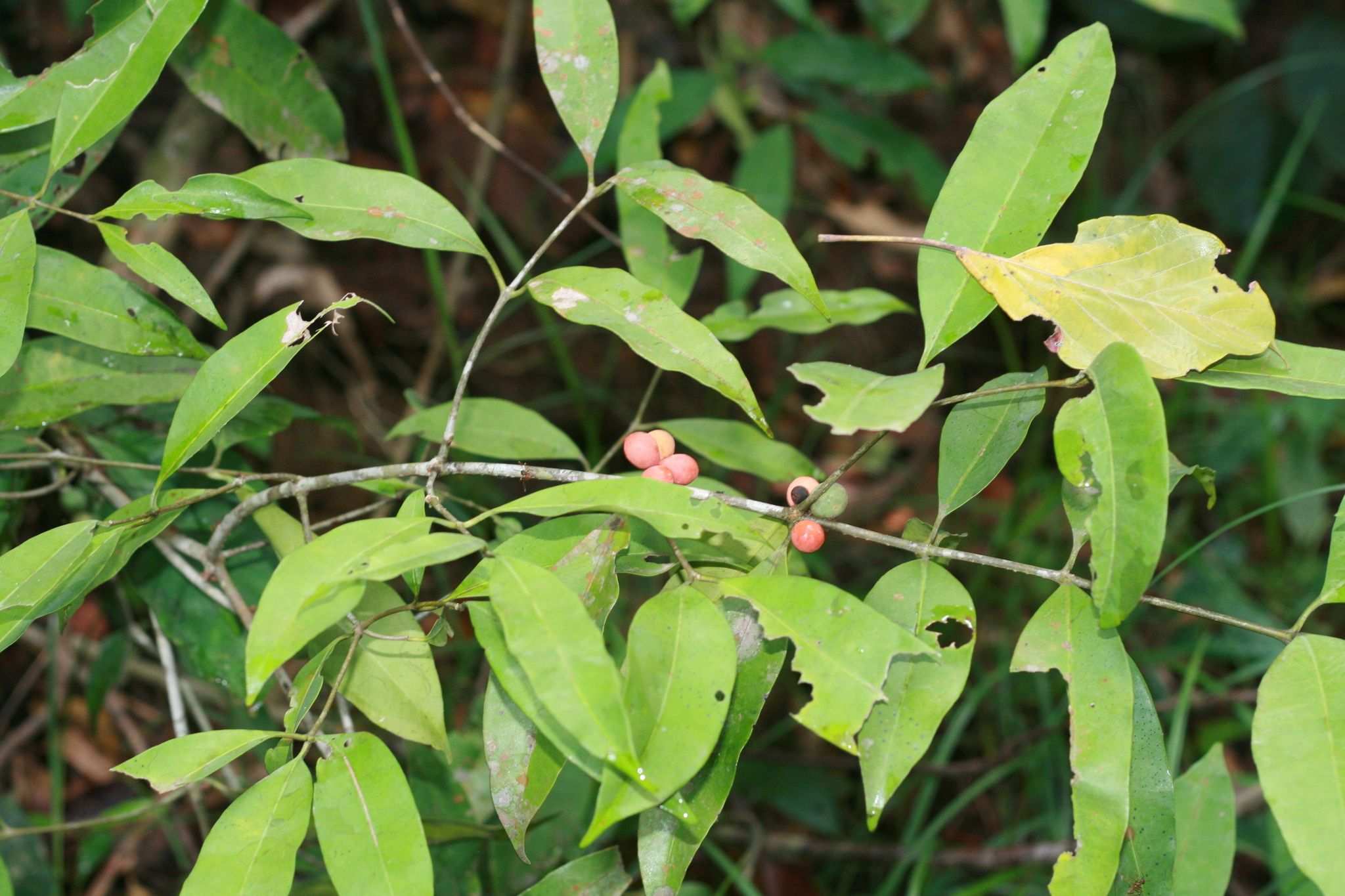 Pleiocarpa pycnantha