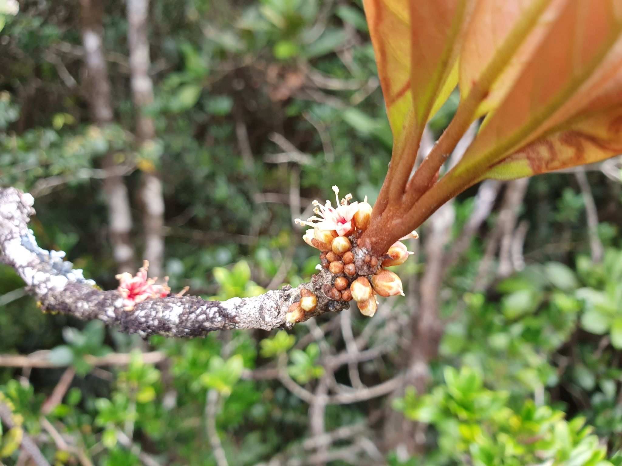 Pleioluma macrocarpa