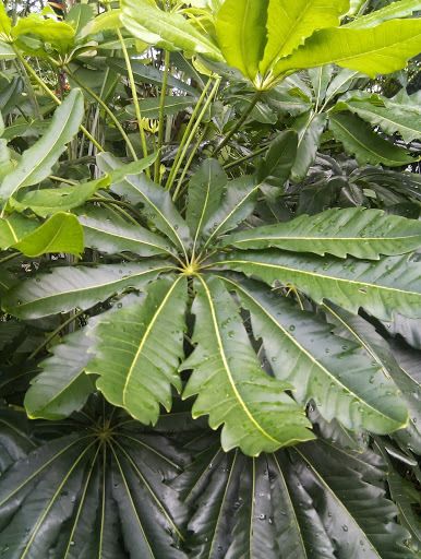 Plerandra elegantissima