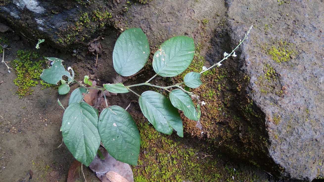 Pleurolobus gangeticus