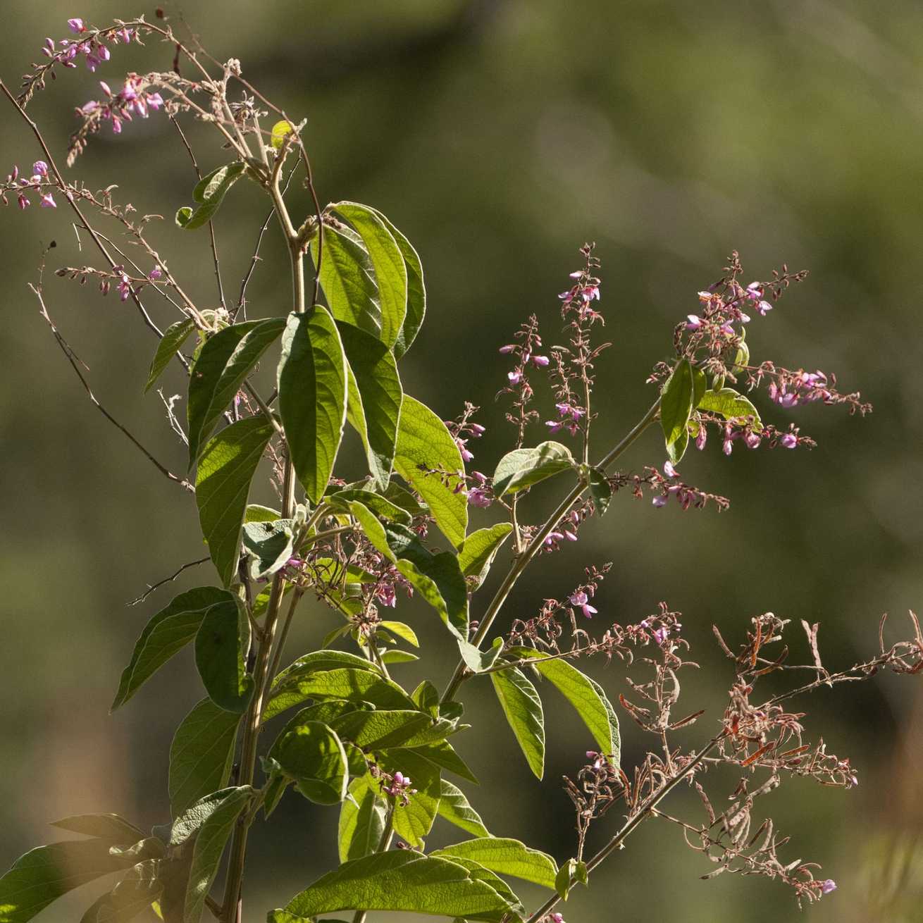 Pleurolobus salicifolius