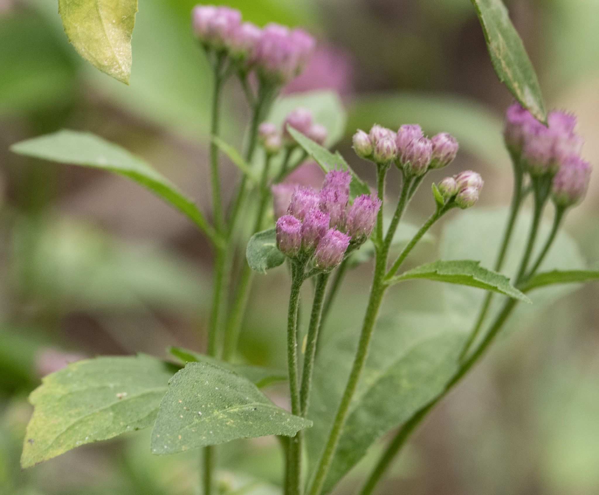 Pluchea odorata