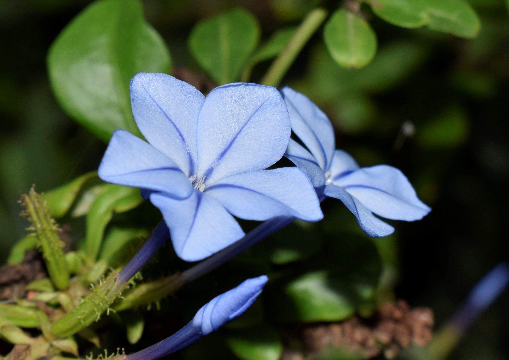 Plumbago auriculata