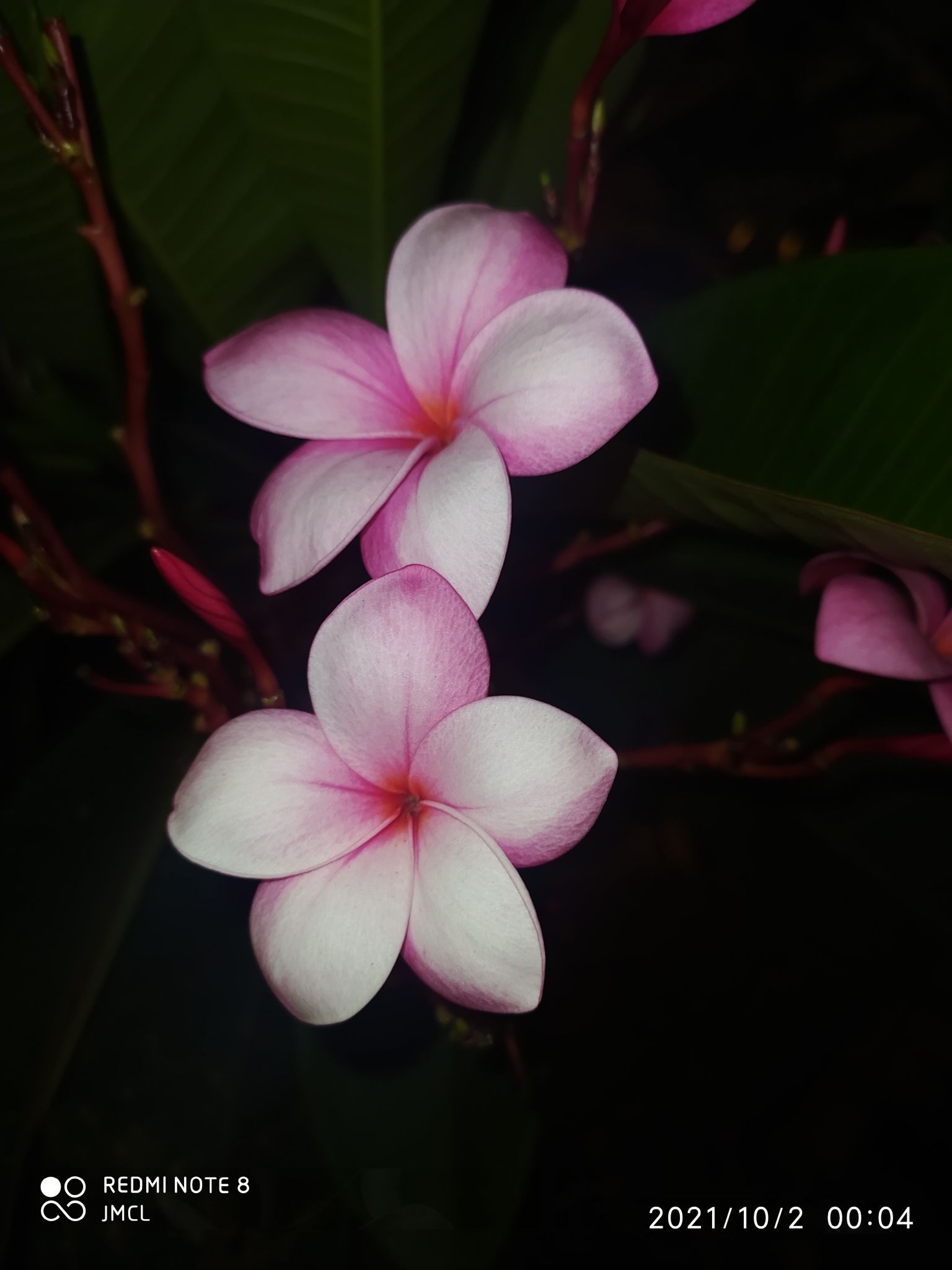 Plumeria