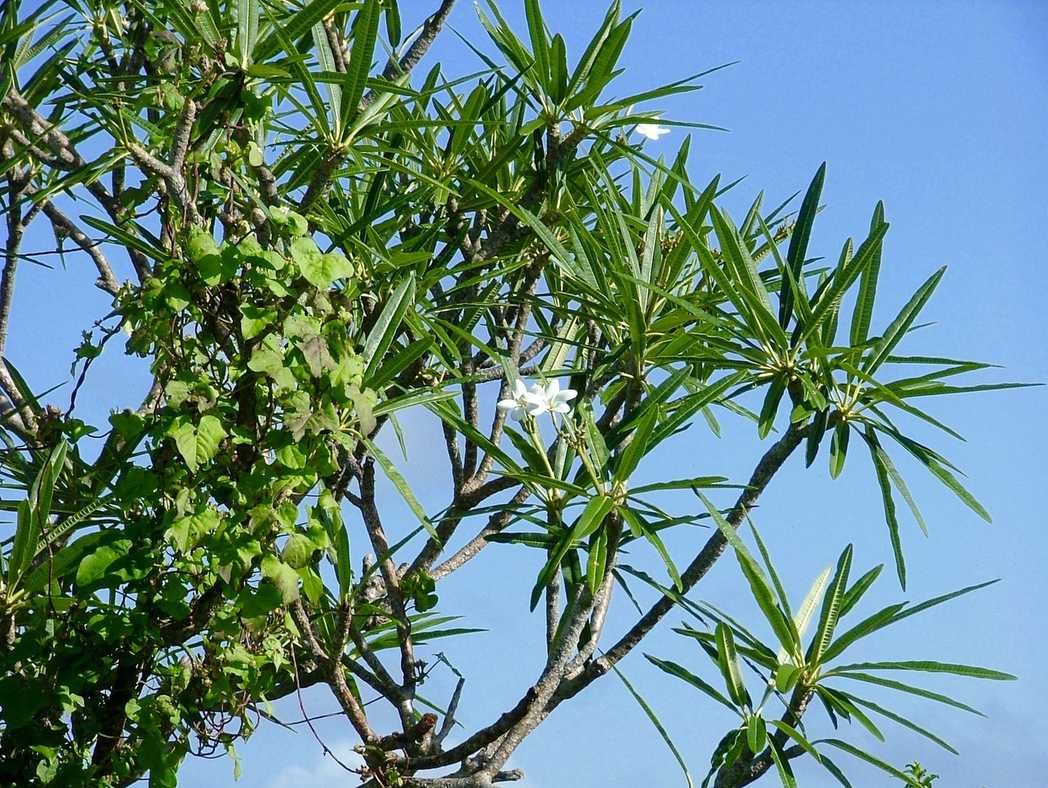 Plumeria alba