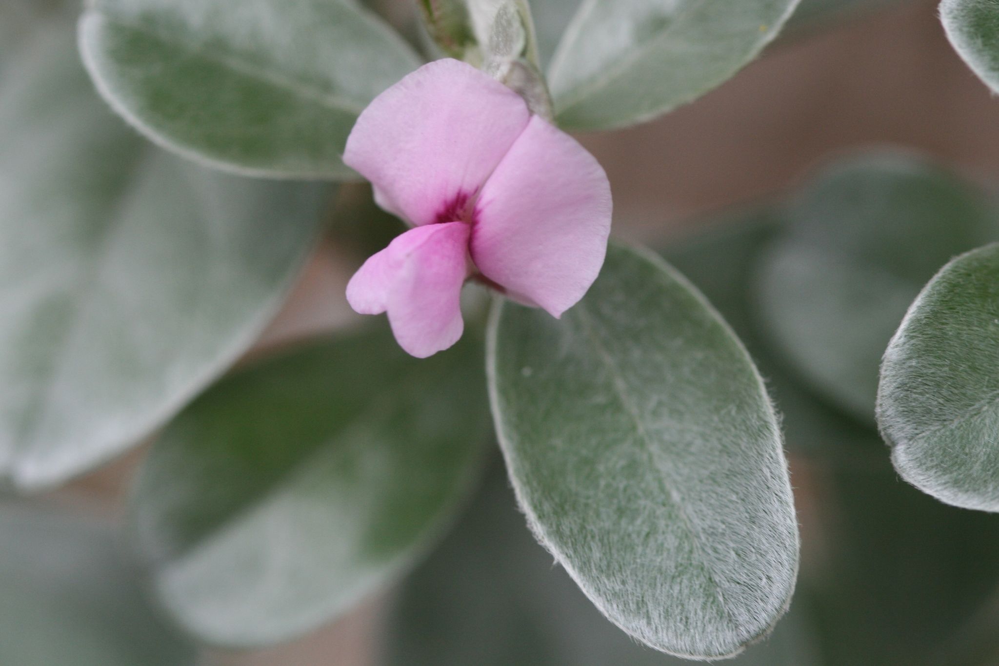 Podalyria sericea