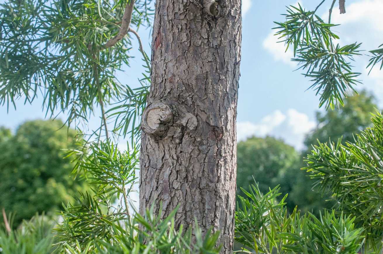 Podocarpus macrophyllus