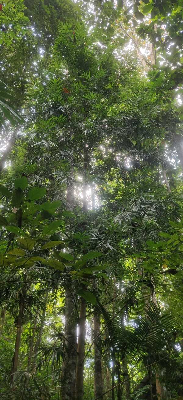 Podocarpus neriifolius