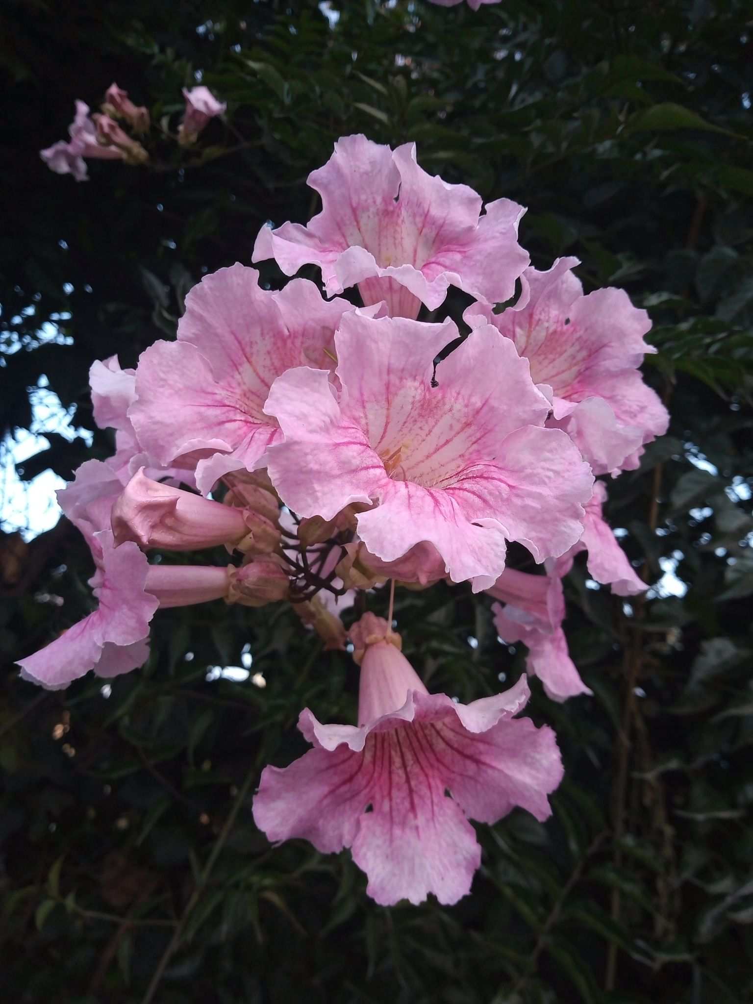 Podranea ricasoliana