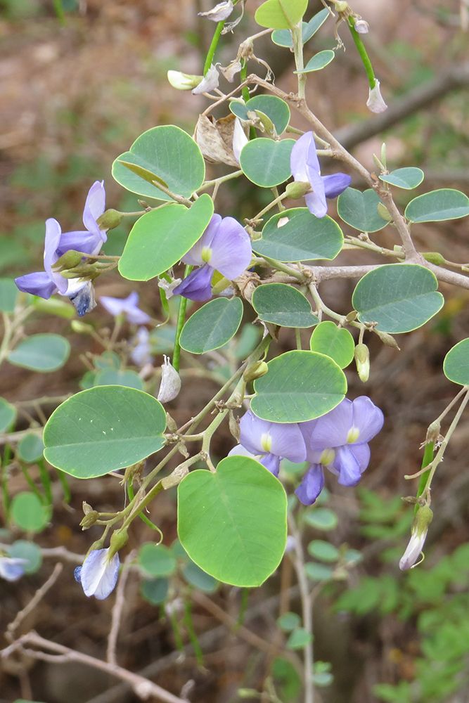 Poissonia hypoleuca