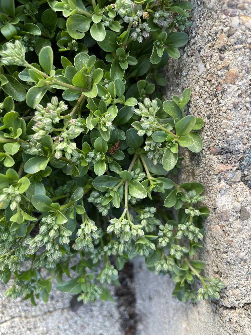 Polycarpon tetraphyllum