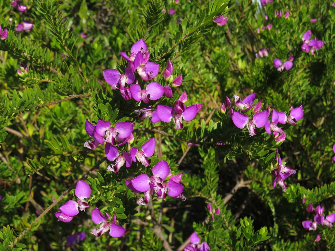 Polygala myrtifolia