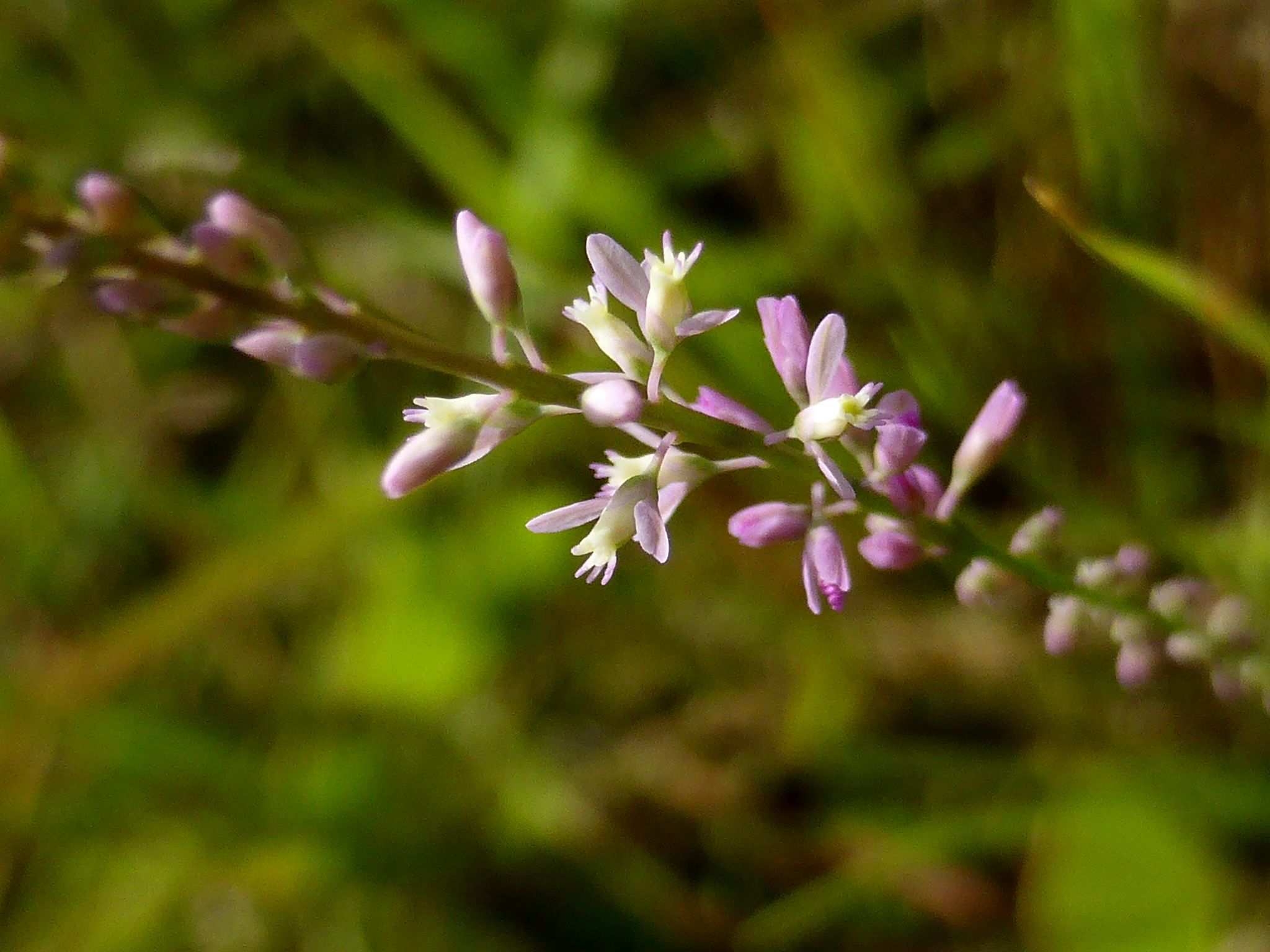 Polygala sp.