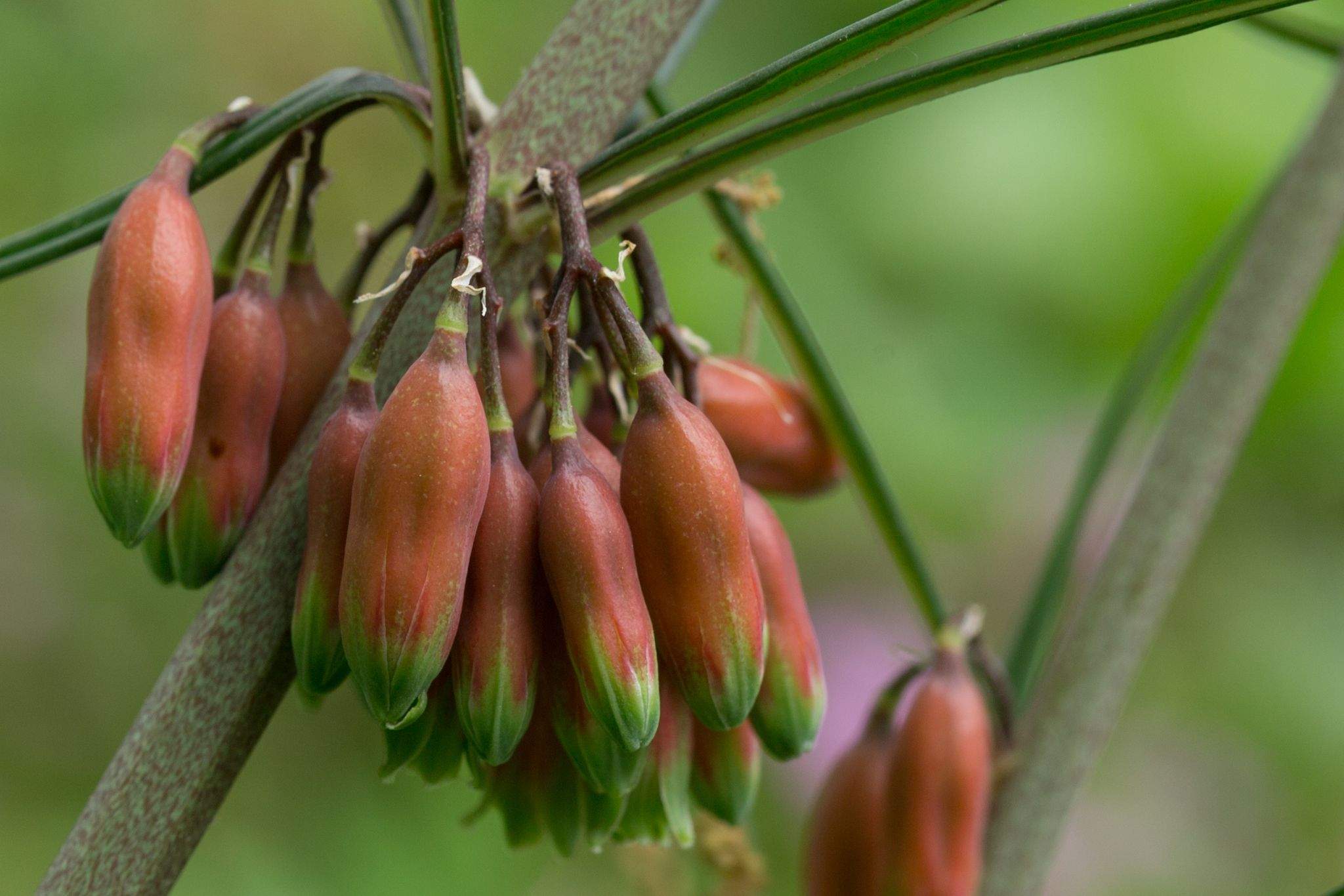 Polygonatum kingianum