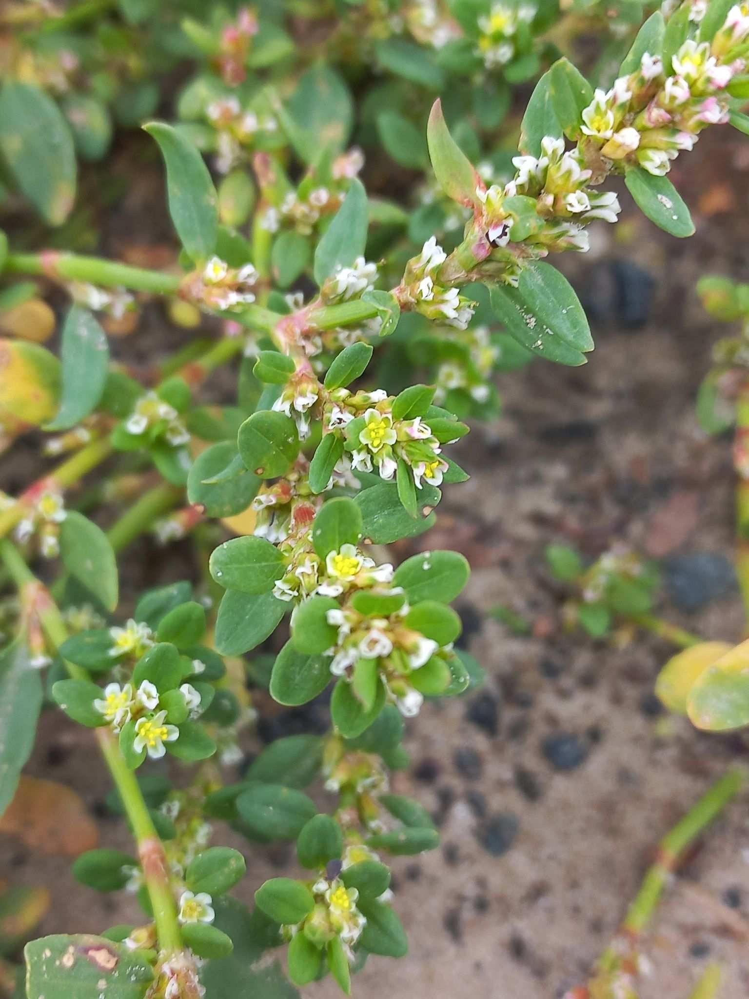 Polygonum arenastrum