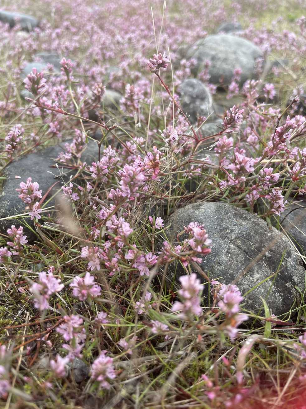 Polygonum sp.