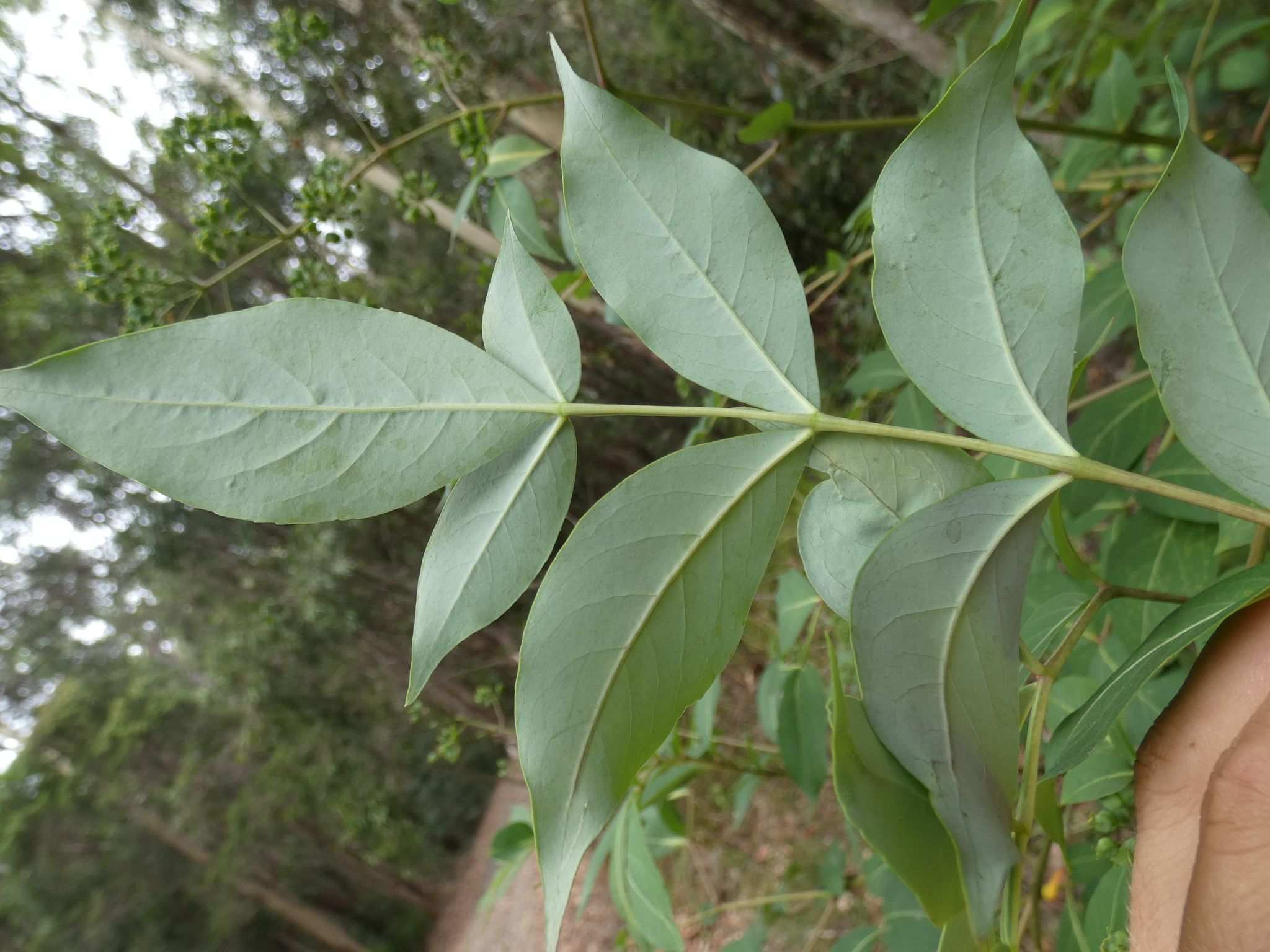 Polyscias